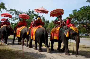 Ayutthaya Antik şehir etrafında tur için fil sürme Gezgin