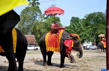 Ayutthaya Antik şehir etrafında tur için fil sürme Gezgin