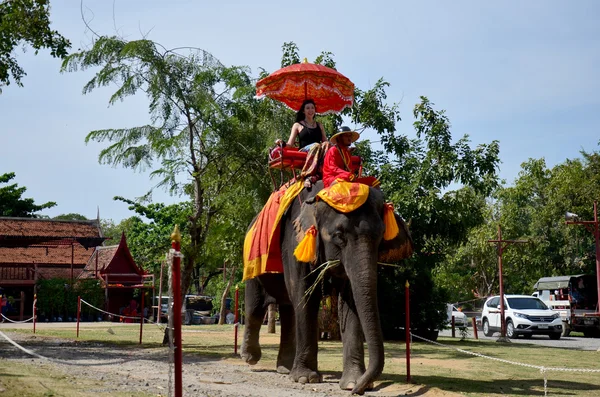 Traveler riding elephant for tour around Ayutthaya ancient city — Stock Photo, Image