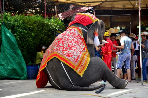 Reisender reitet Elefant für Tour durch antike Stadt Ayutthaya — Stockfoto