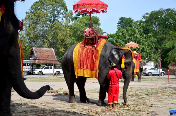 Reiziger rijden olifant voor tour rond de oude stad Ayutthaya — Stockfoto