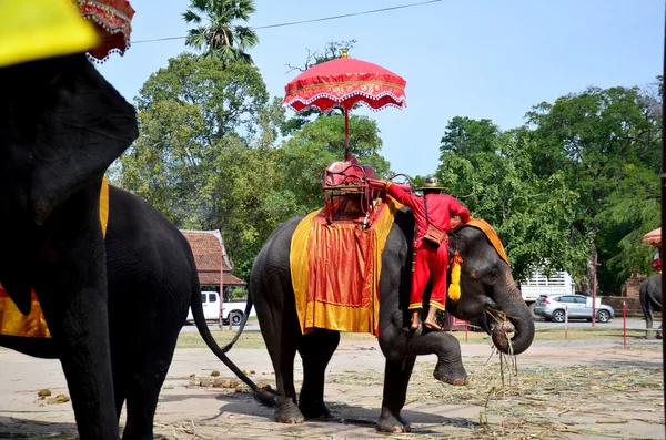 Voyageur équitation éléphant pour le tour autour de la ville antique Ayutthaya — Photo