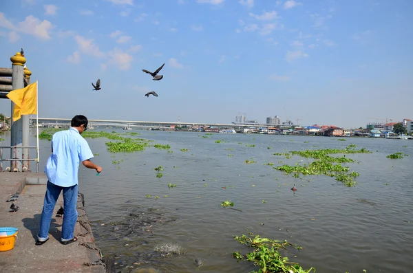 Tailandeses alimentam comida para pescar no rio Chao phraya — Fotografia de Stock