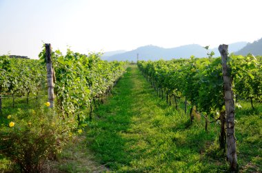 Khao Yai, üzüm Bahçe