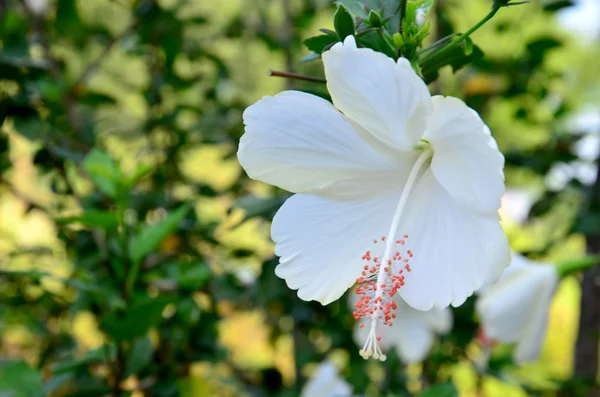 ホワイト ハイビスカス rosasinensis — ストック写真