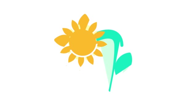 Sunflower plant color icon animation — Stock Video