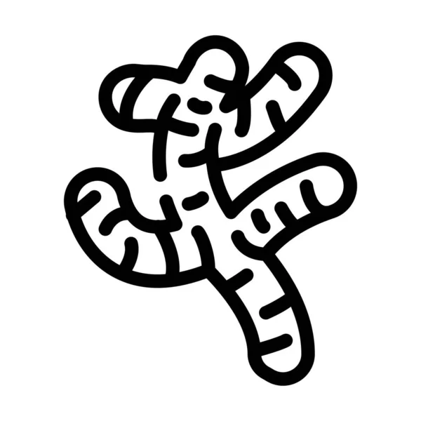 Ingwer Wurzellinie Symbol Vektor Illustration — Stockvektor