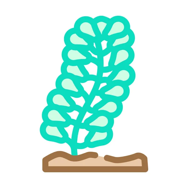 Caulerpa lentillifera seaweed color icon vector illustration — Stock Vector