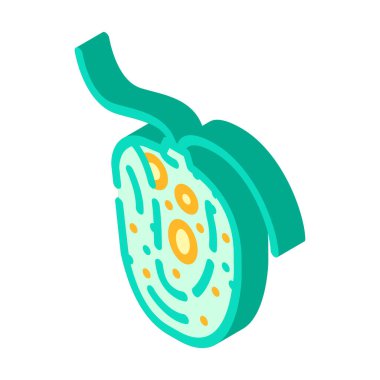 Chlamydomonas reinhardtii yosun izometrik ikon vektör çizimi