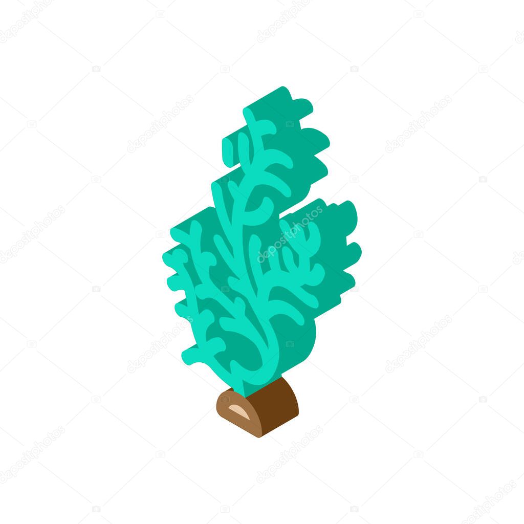 cladophora glomerata seaweed isometric icon vector illustration
