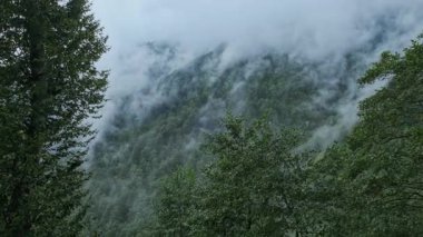 Trabzon 'un Maka ilçesinin Altndere Vadisi Milli Parkı' nda bir dağ yamacındaki orman, kısmen sis veya alçak bulutlarla kaplanmış durumda.