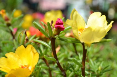 Portulaca