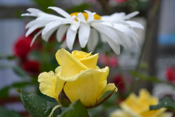 Rosas — Fotografia de Stock