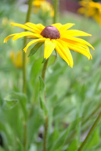 Rudbeckia — Photo