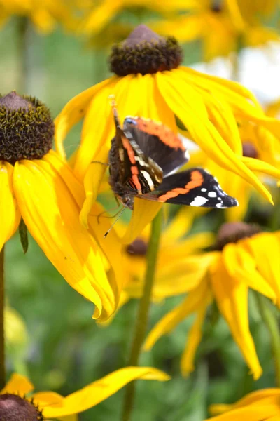 Rudbeckia — Stock Photo, Image