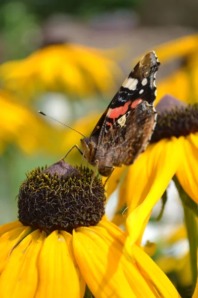 Rudbeckia — Stock Photo, Image