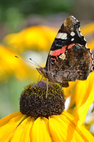 Rudbeckia — Φωτογραφία Αρχείου