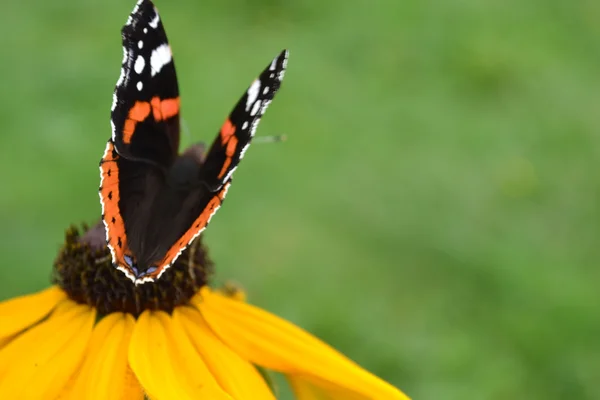 Rudbeckia — Stock Photo, Image