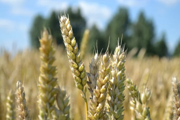 Spikelets pszenicy — Zdjęcie stockowe