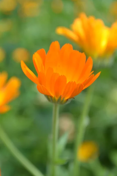 Calendula — Stock Photo, Image