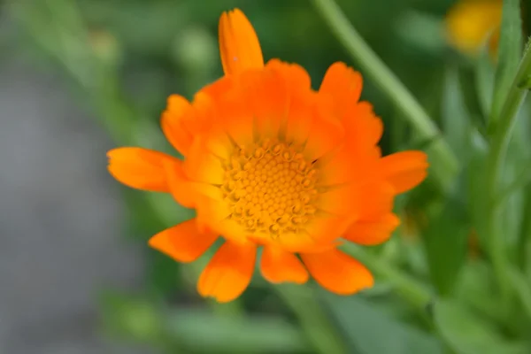 Calendula — Stock Photo, Image