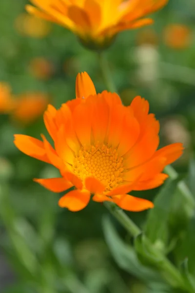 Calendula — Stock Photo, Image