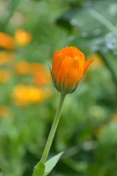 Calendula — Stock Photo, Image