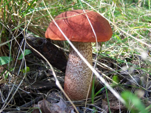 Boletus edulis — Stockfoto