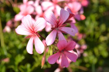 Cranesbill