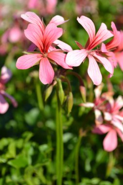 Cranesbill