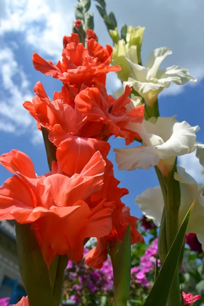 Gladiolus