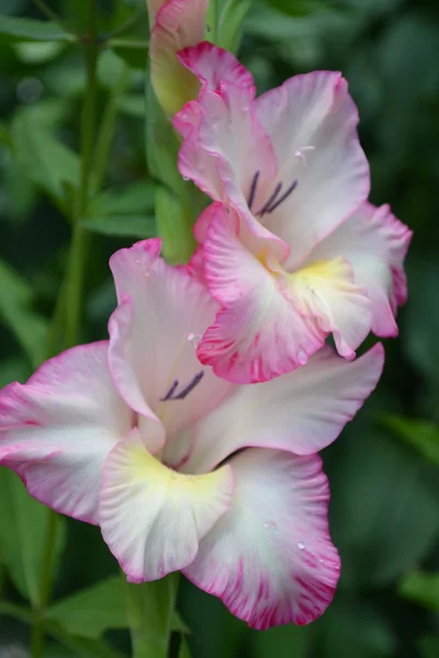 Gladiolus — Stock Photo, Image