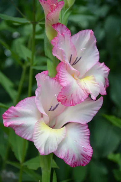 Gladiolus — Stock Photo, Image