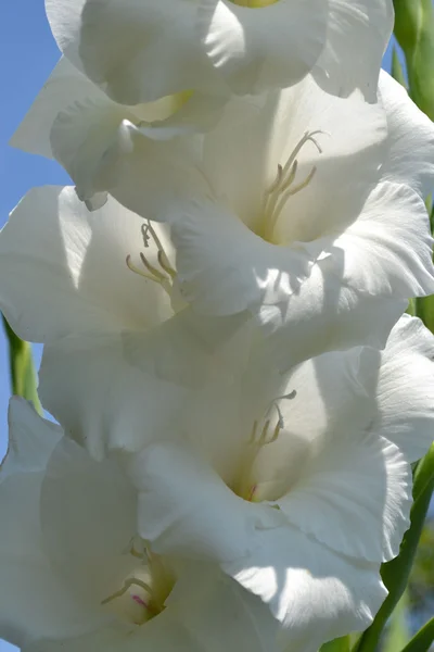 Gladiolen — Stockfoto