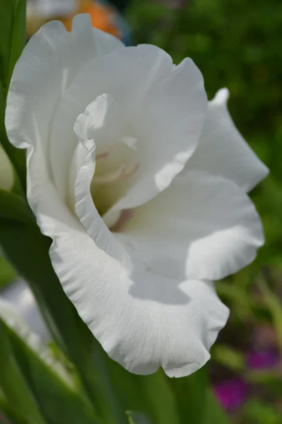 Gladiolus