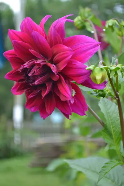 Dahlias — Photo