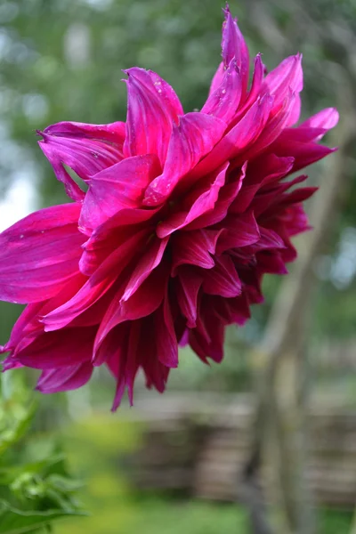 Dahlias — Photo