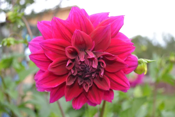 Dahlias — Photo