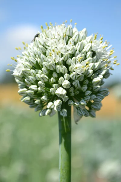 Flor de cebola — Fotografia de Stock