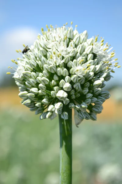 Flor de cebola — Fotografia de Stock