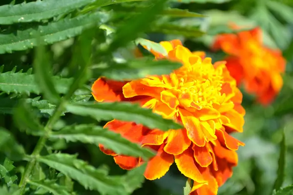 Marigold — Stock Photo, Image