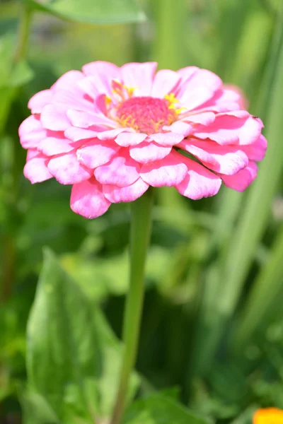 Zinnia — Photo