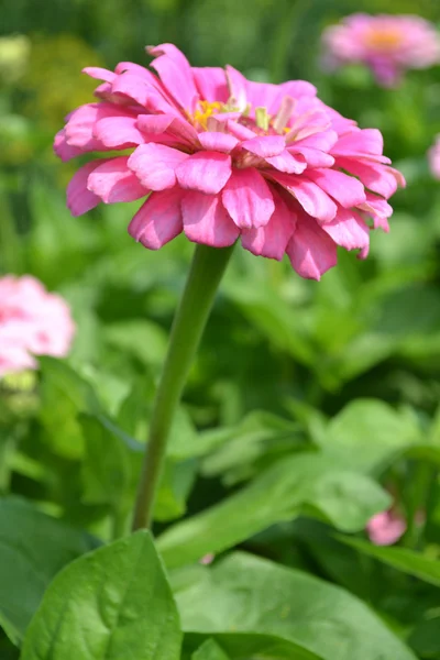 Zinnia — Foto de Stock