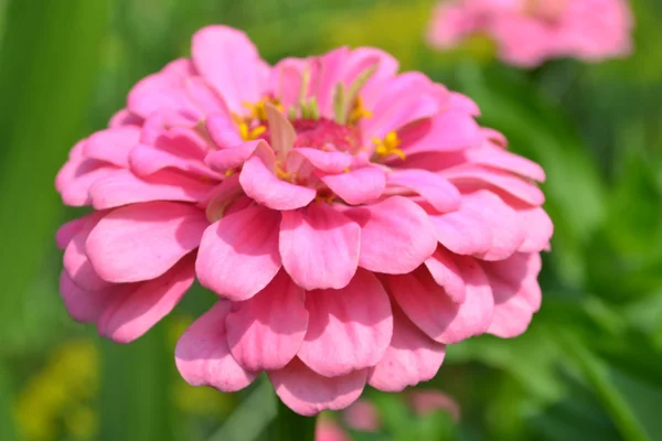 Zinnia — Stock Photo, Image