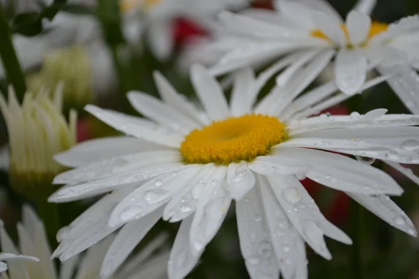 Chamomile — Stock Photo, Image