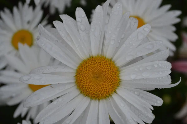 Chamomile — Stock Photo, Image