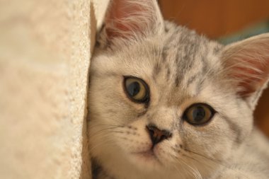 tekir kedi