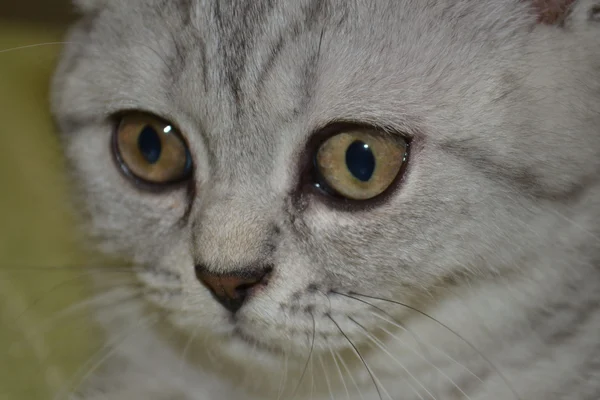 Gatto da tavolo — Foto Stock