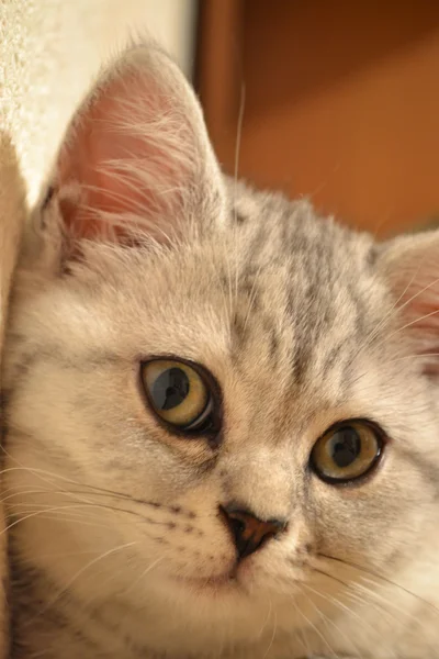 Таббі кішка — стокове фото