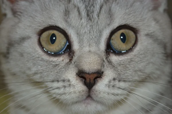 Gato de mesa — Fotografia de Stock